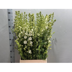 Consolida Q White