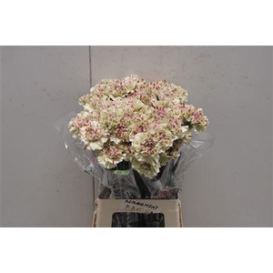 Di St Paoletto (viper)