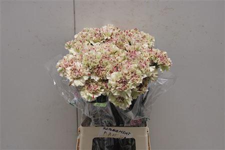 <h4>Di St Paoletto (viper)</h4>