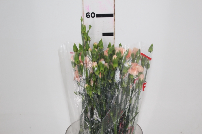 <h4>CRAVO SPRAY HAMADA 060 CM</h4>