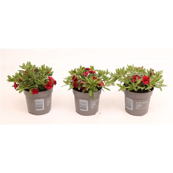<h4>Calibrachoa MiniFamous® Double Red</h4>