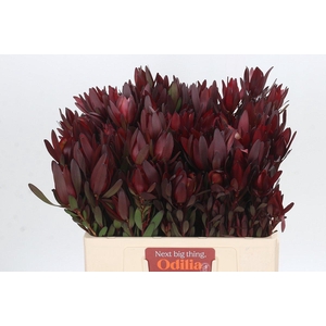 Leucadendron Saf Sunset Dark R.Spray