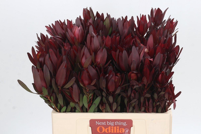 <h4>Leucadendron Saf Sunset Dark R.Spray</h4>