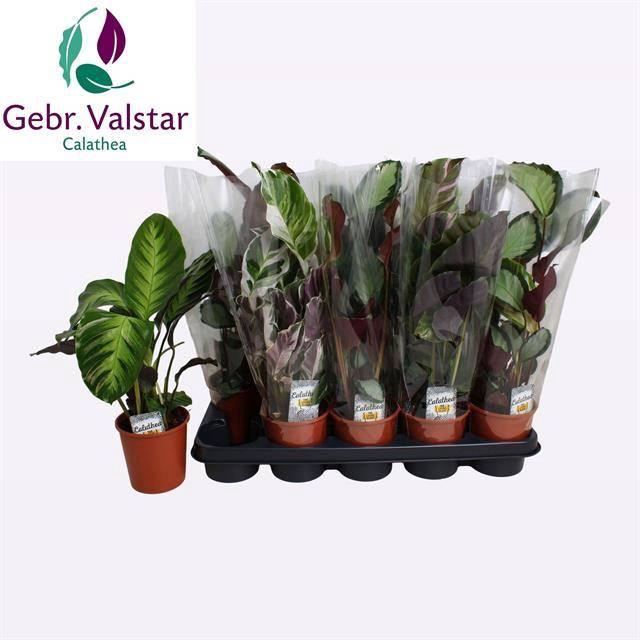 <h4>CALAT GEM 3 SRT</h4>