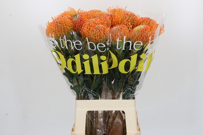 <h4>Nutans Ayoba Peach</h4>