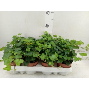 Hedera helix 'Wonder'