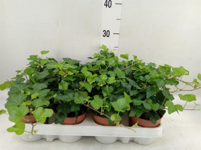 <h4>Hedera helix 'Wonder'</h4>