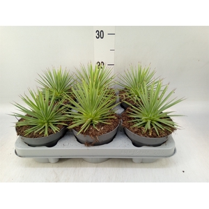 Agave stricta 'Nana'