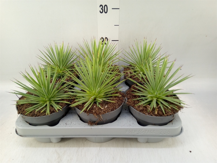 <h4>Agave stricta 'Nana'</h4>