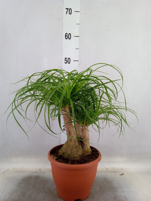 <h4>Beaucarnea recurvata</h4>