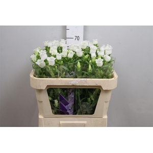 Camp M Champion White