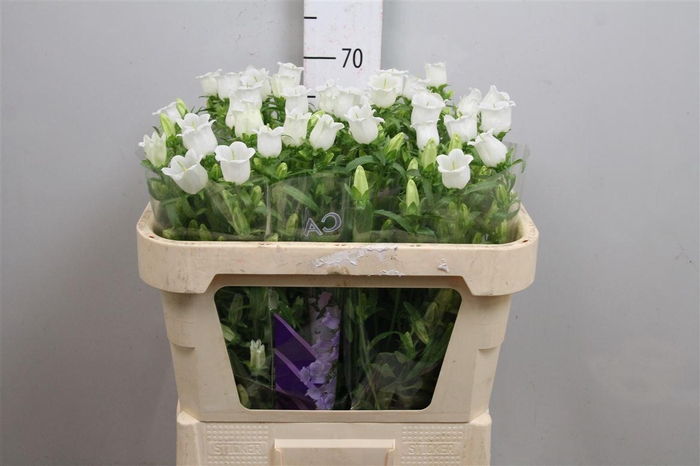 <h4>Camp M Champion White</h4>