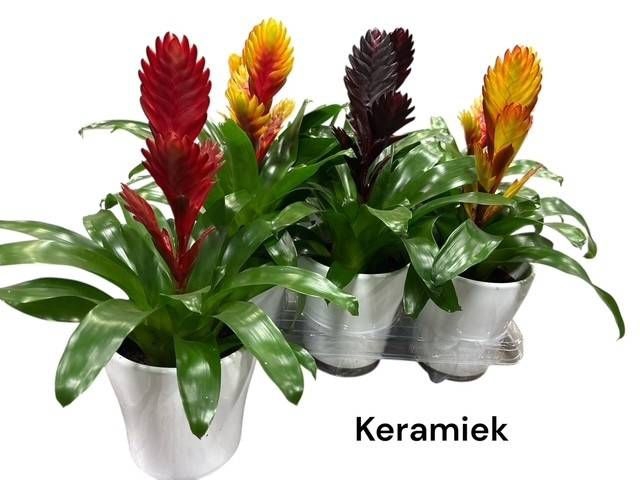 <h4>VRIES GEM 4 SRT</h4>