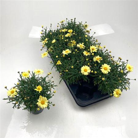 <h4>Arg La Rita Yellow</h4>