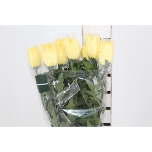 ANASTASIA SUNNY 080 CM AMARELO
