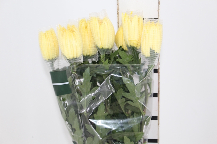 <h4>ANASTASIA SUNNY 080 CM AMARELO</h4>