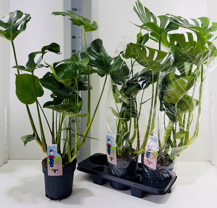 <h4>MONSTERA DELICIOSA</h4>