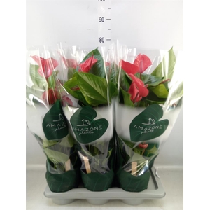 Anthurium andr. 'Melodia Ibis'