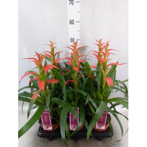 Guzmania wittmackii   ...red
