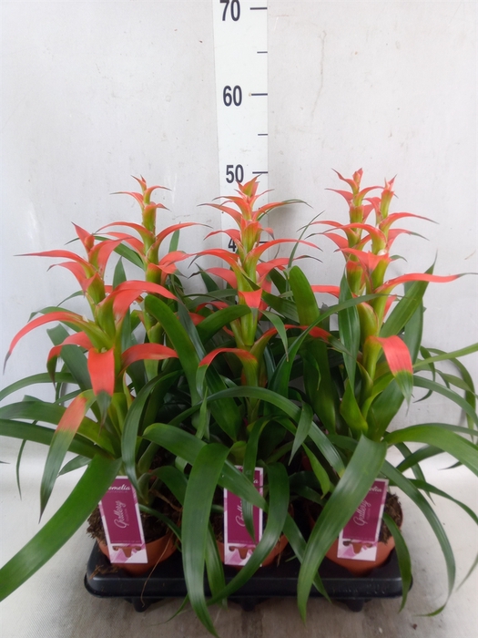 <h4>Guzmania wittmackii   ...red</h4>