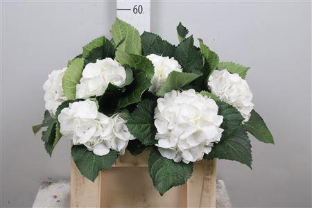 <h4>Hydr M Schneeball</h4>