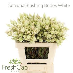 Serruria Blushing Brides White 4-9 Flwrs