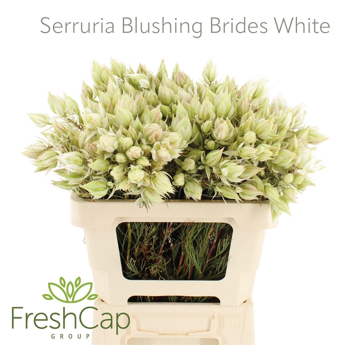 <h4>Serruria Blushing Brides White 10+ Flwrs</h4>