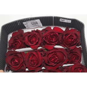 ROSA VERMELHA FREEDOM 060 IMPORTADA