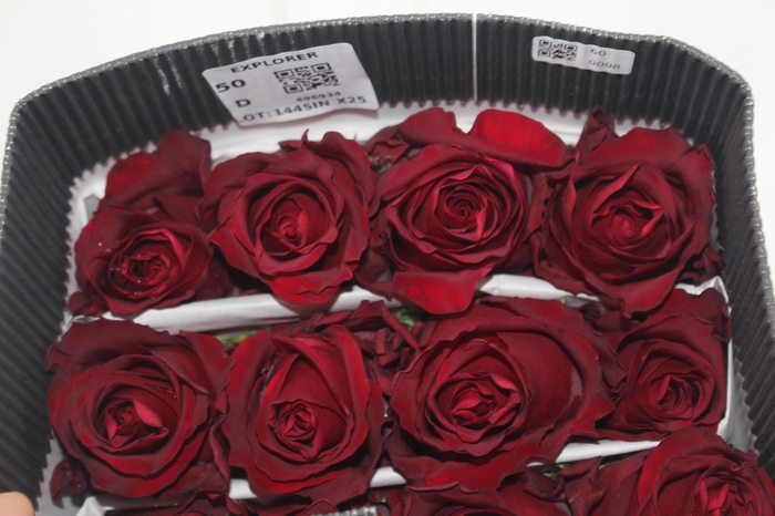 <h4>ROSA VERMELHA FREEDOM 060 IMPORTADA</h4>