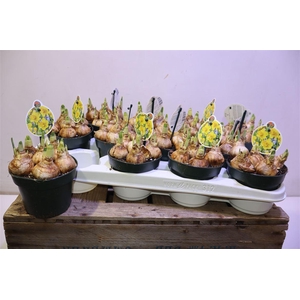 arr8 Narcis Adriana Geertruida