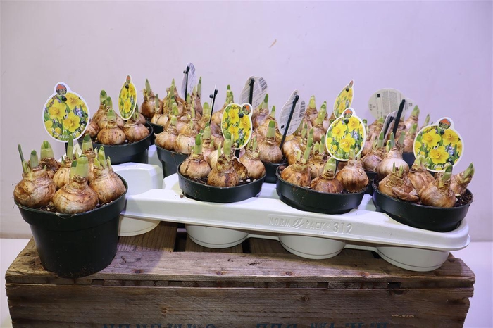 <h4>arr8 Narcis Adriana Geertruida</h4>