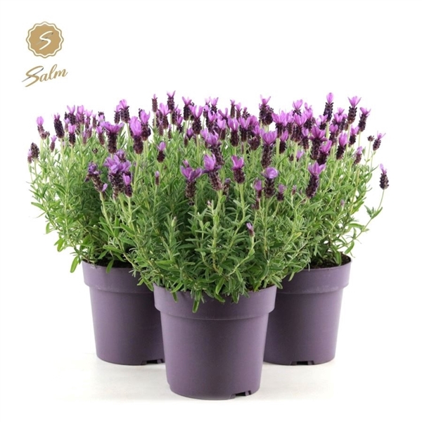 <h4>Lavandula st. 'Anouk'® Collection P19</h4>