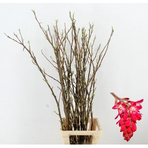 RIBES PER  STEM 120CM