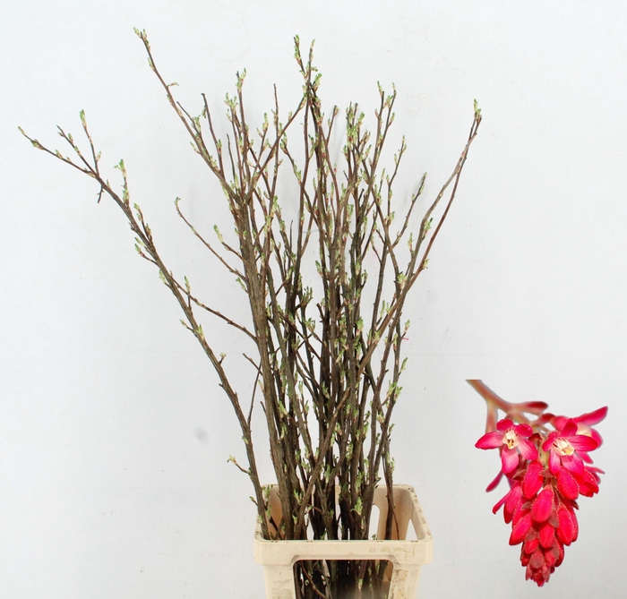 <h4>RIBES PER  STEM 120CM</h4>