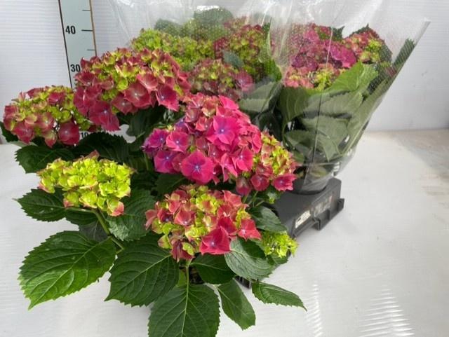 <h4>HYDR M HI FIRE</h4>