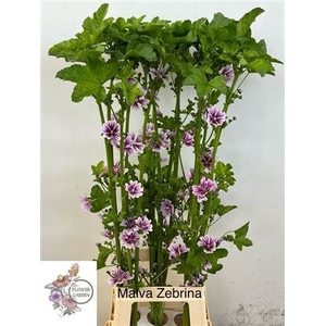 Malva Zebrina