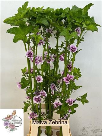 Malva Zebrina