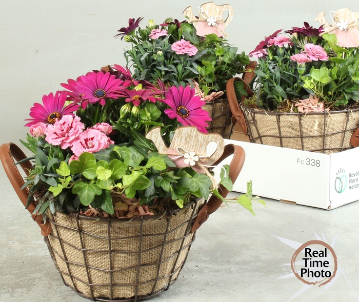 <h4>ARR TUINPLANTEN</h4>