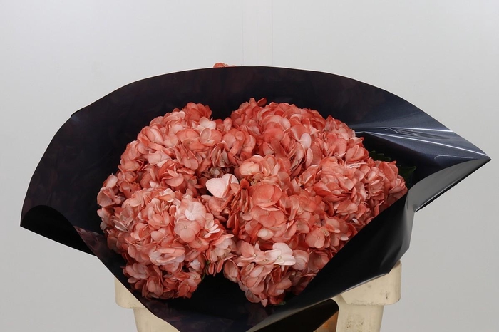 <h4>Hydrangea Salmon</h4>