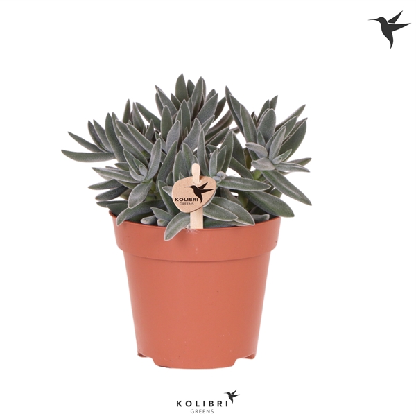 <h4>Kolibri Greens Succulenten Crassula Tarantula</h4>