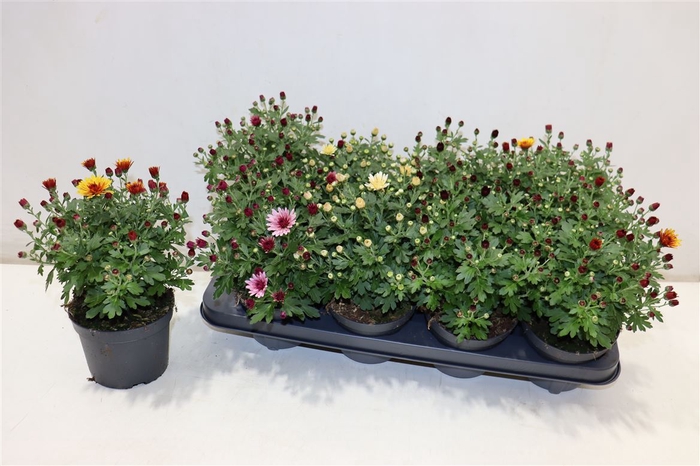 <h4>Chrys Garden Mums Gm</h4>