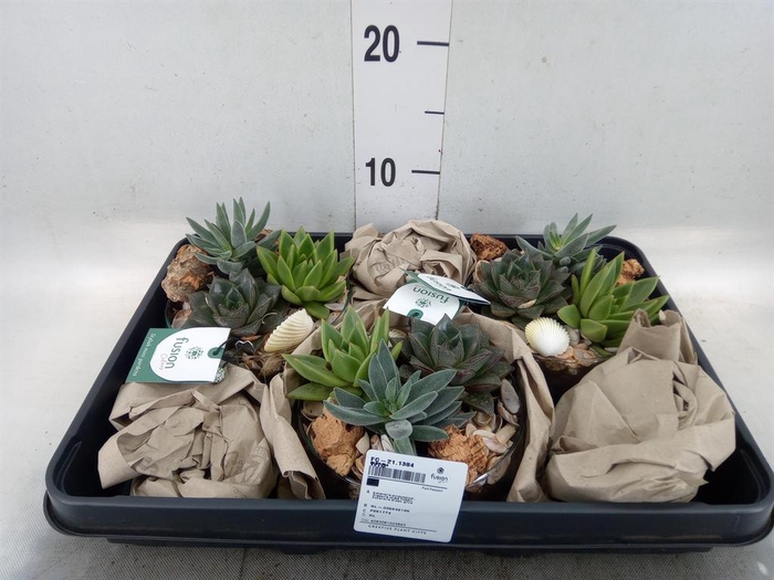 <h4>Planten  ..in schaal H%</h4>
