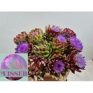 Cynara Sc Green Globe