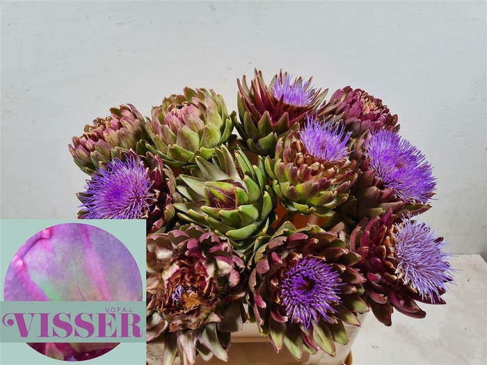 <h4>Cynara Sc Green Globe</h4>