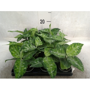 Aglaonema   ...