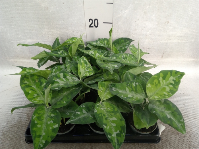 Aglaonema   ...