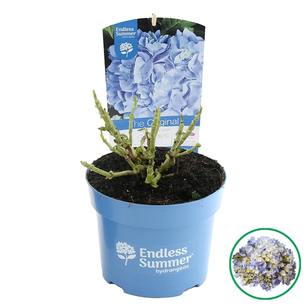 <h4>Hydrangea macr. Endless Summer® 'The Original' Blauw C2 (17cm.)</h4>