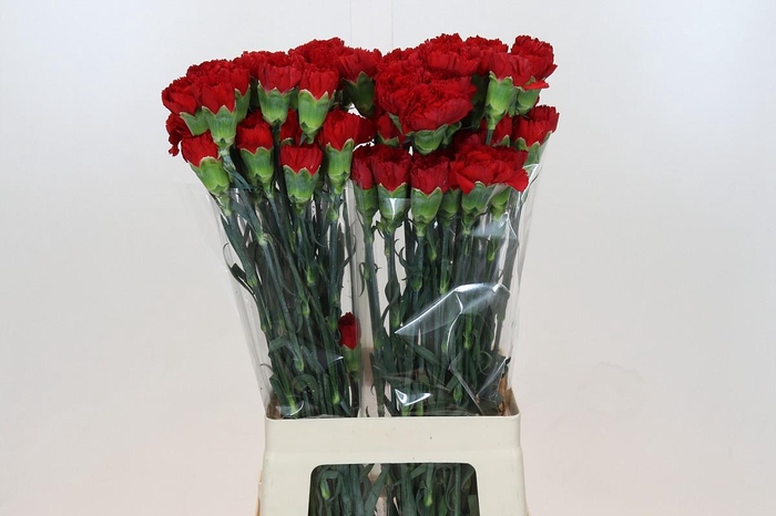 <h4>Dianthus St Don Pedro</h4>