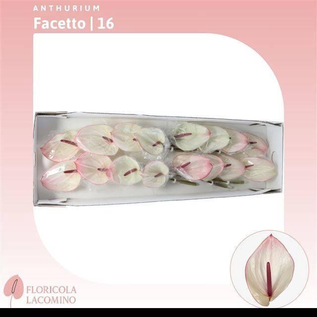 <h4>ANTH A FACETTO</h4>