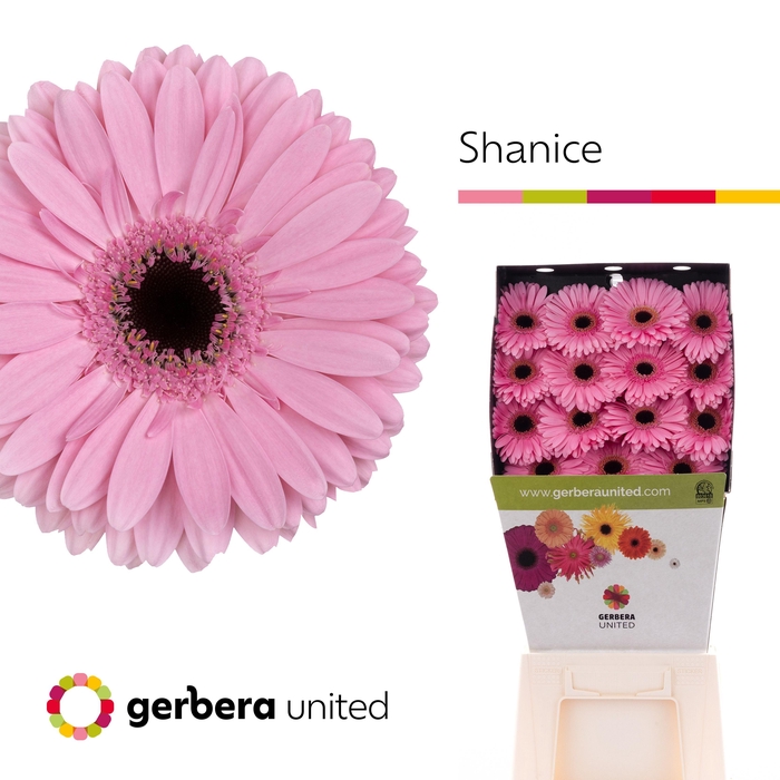 <h4>Ge Gr Shanice+</h4>